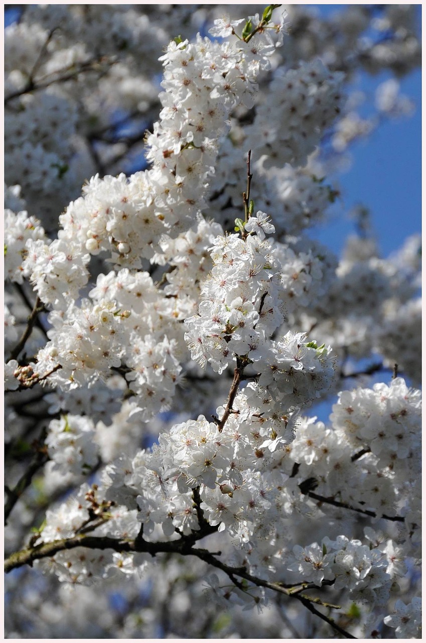cherry blossom tree malmö free photo