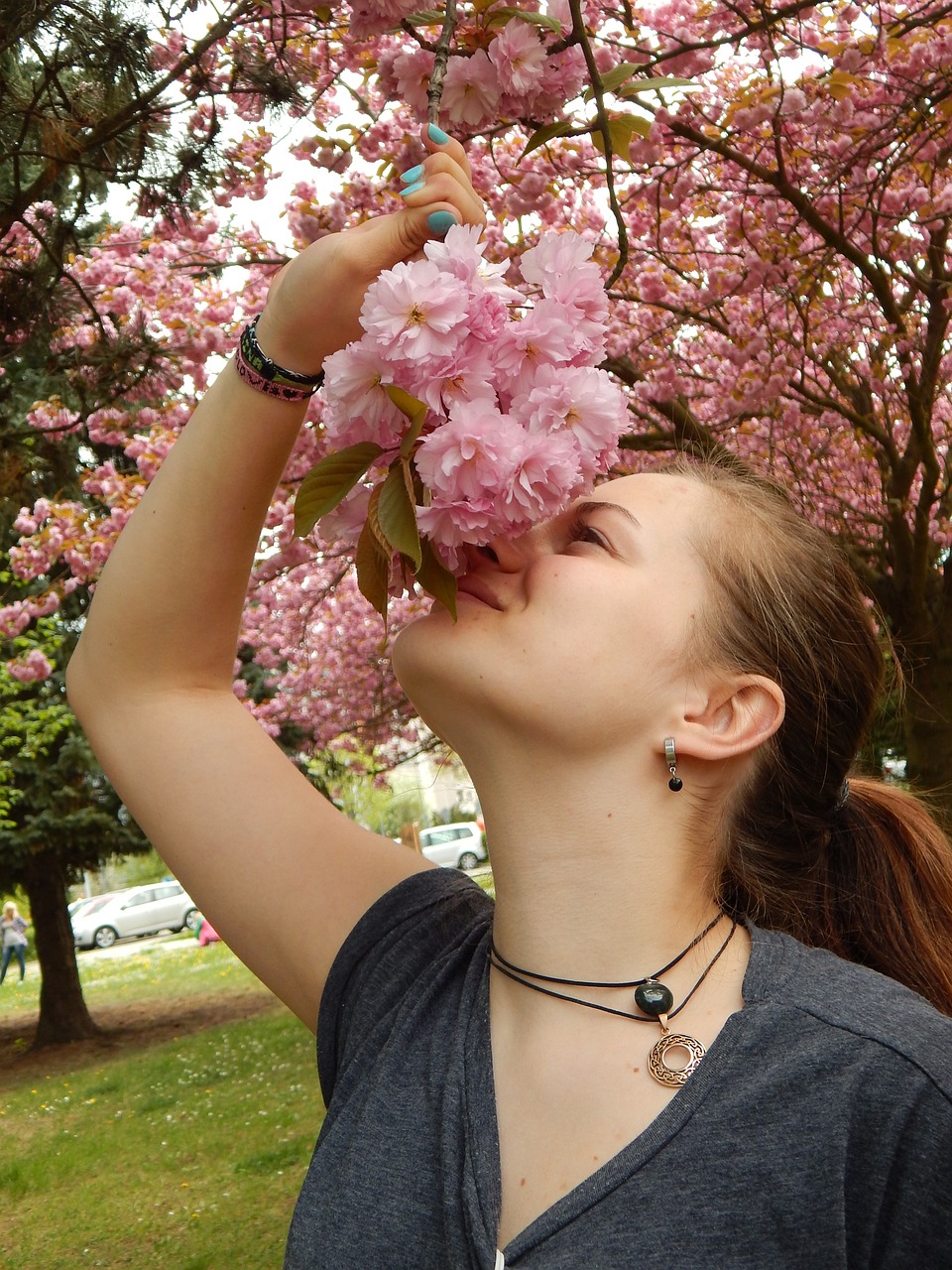 cherry blossom flavor flowers free photo