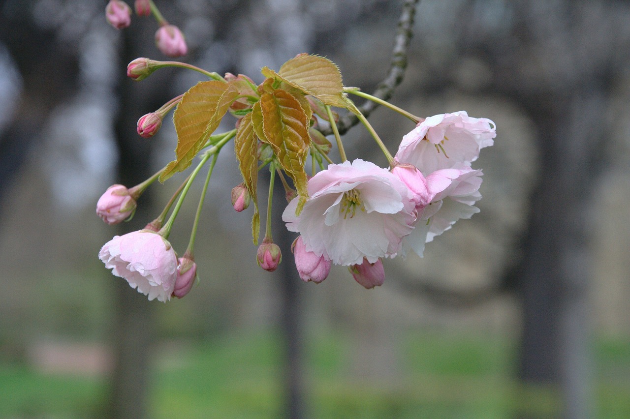 cherry blossom flowers pink free photo