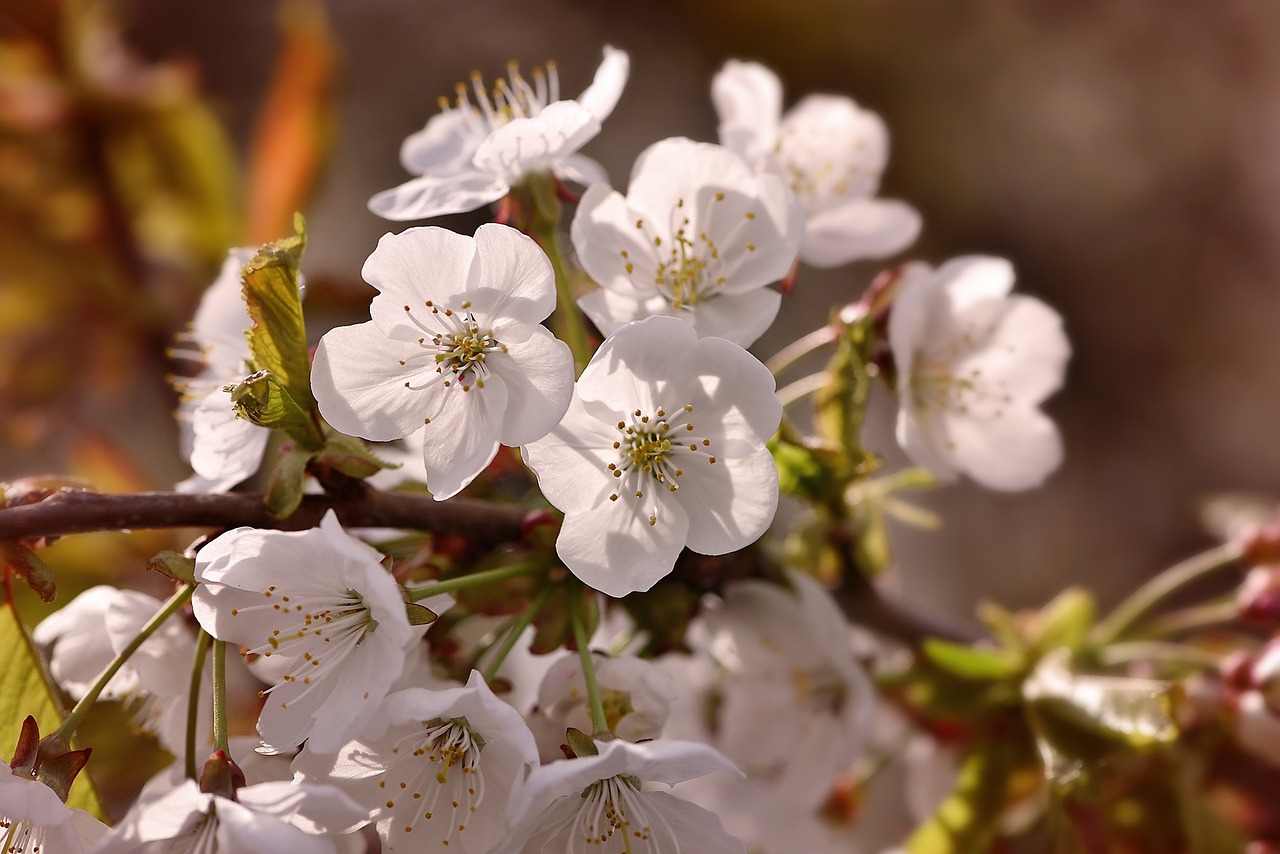 cherry blossom cherry branch free photo