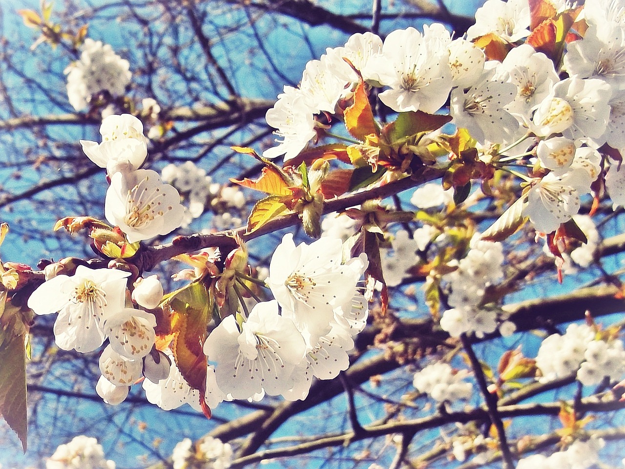 cherry blossom flowers sky free photo