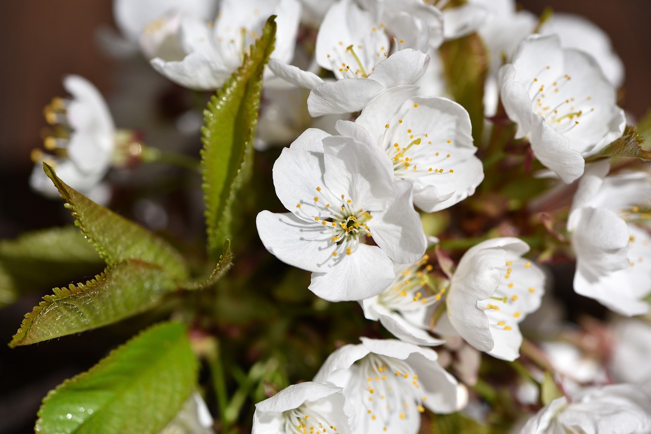 cherry blossom flowers cherry free photo