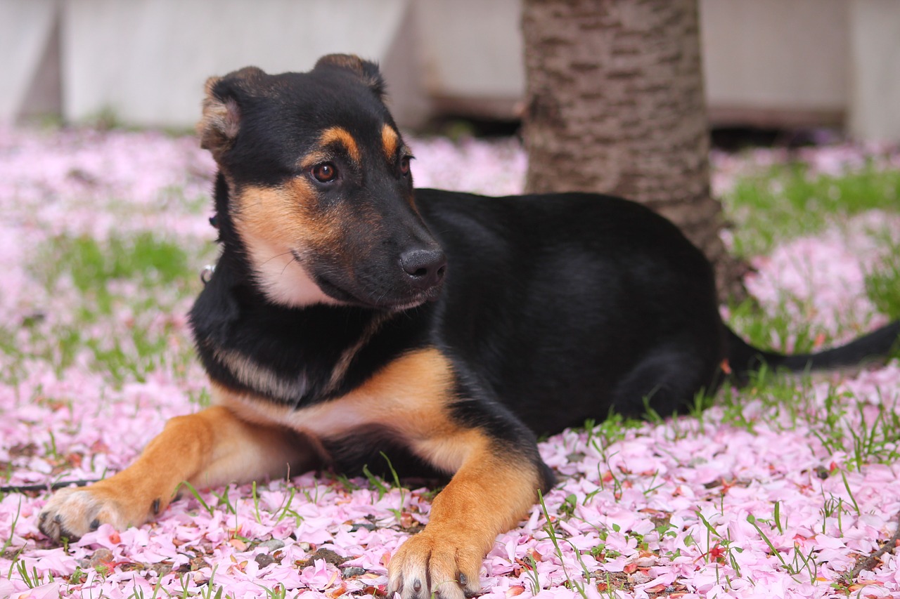 cherry blossom flowers puppy free photo