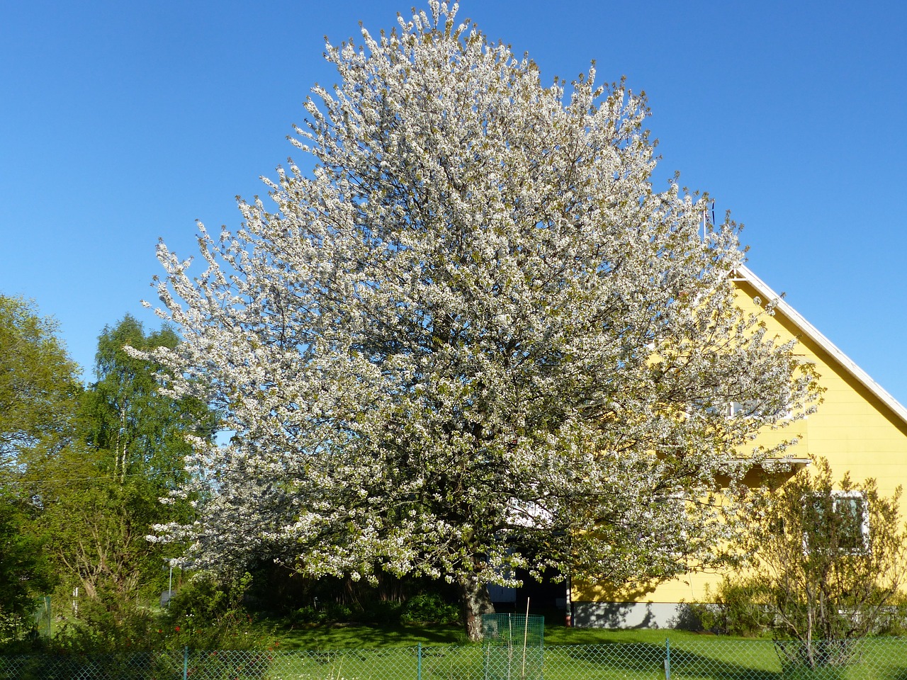 cherry blossom tree house free photo