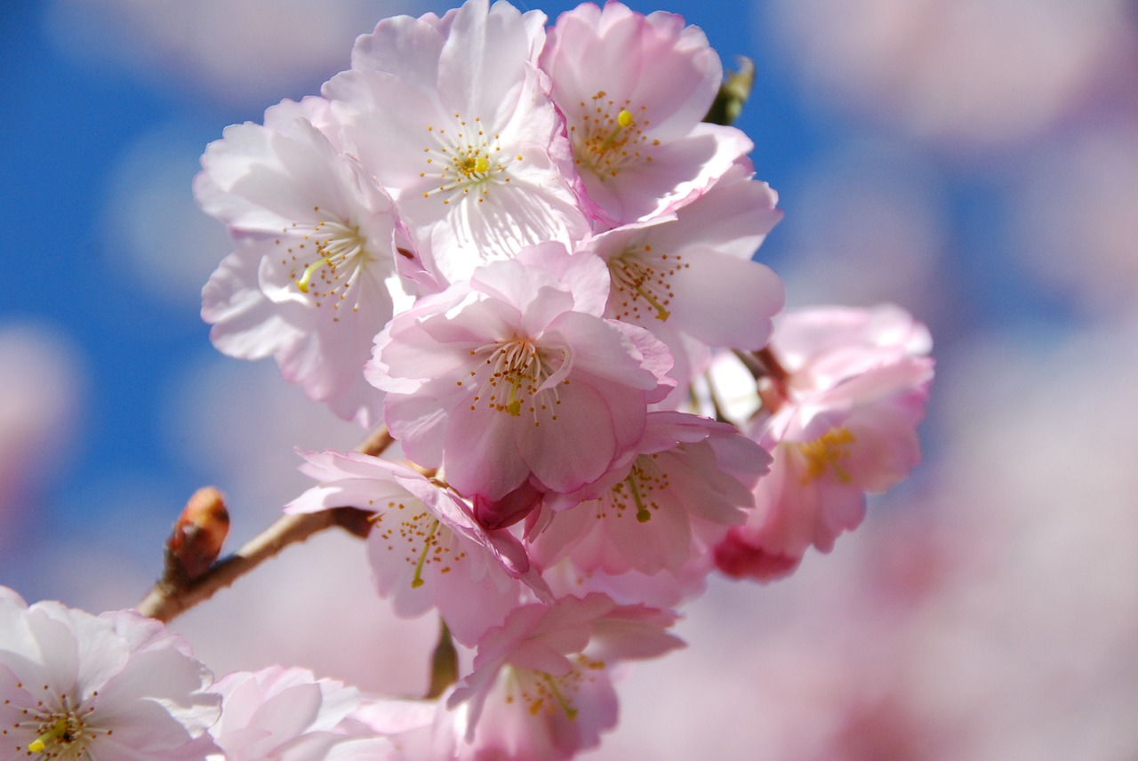 cherry blossom spring flowering trees free photo