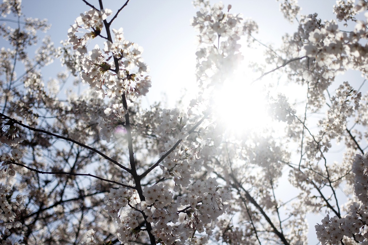 cherry blossom spring flowers free photo