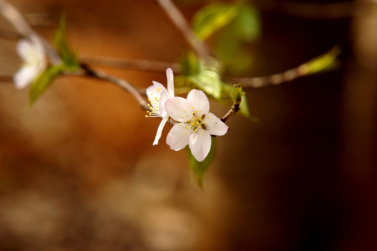 cherry blossom white flower beauty free photo