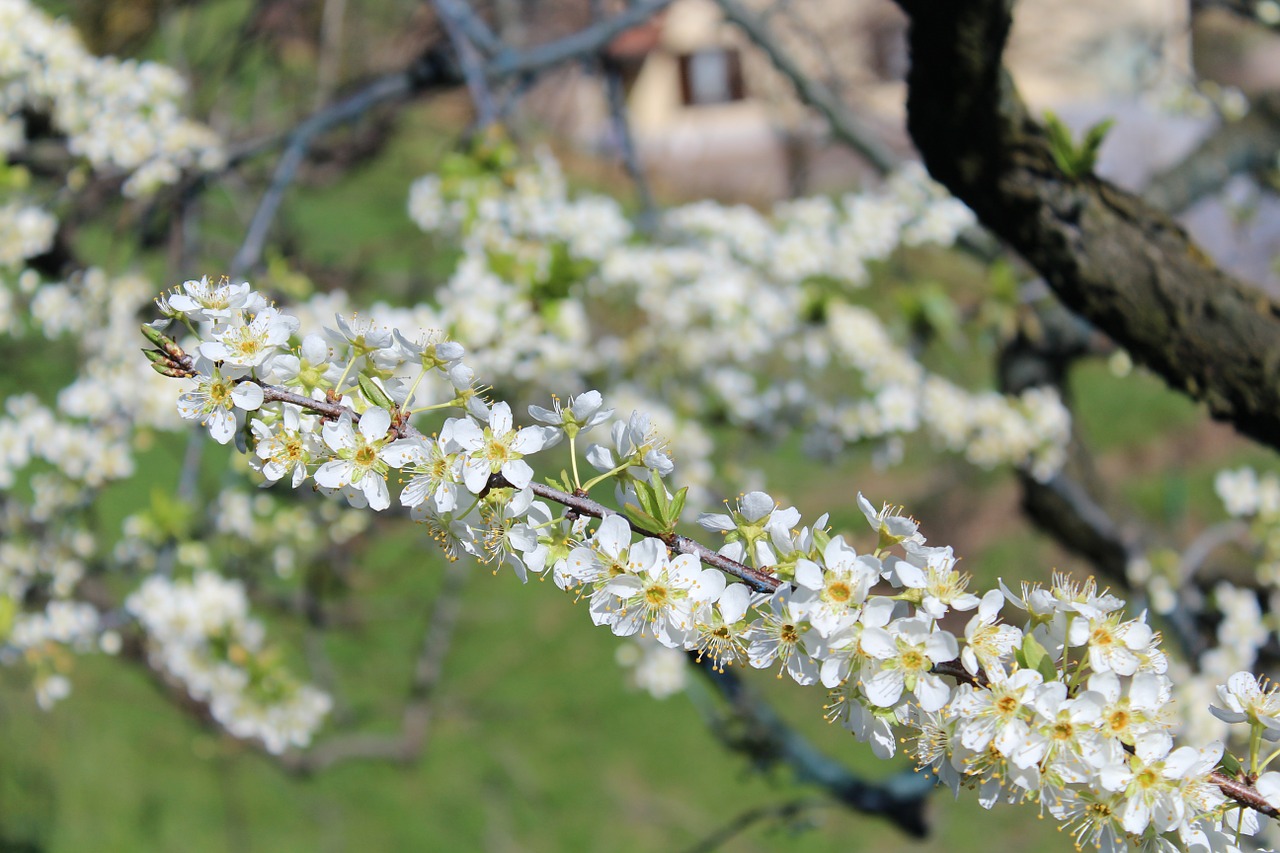 cherry blossom cherry flower free photo