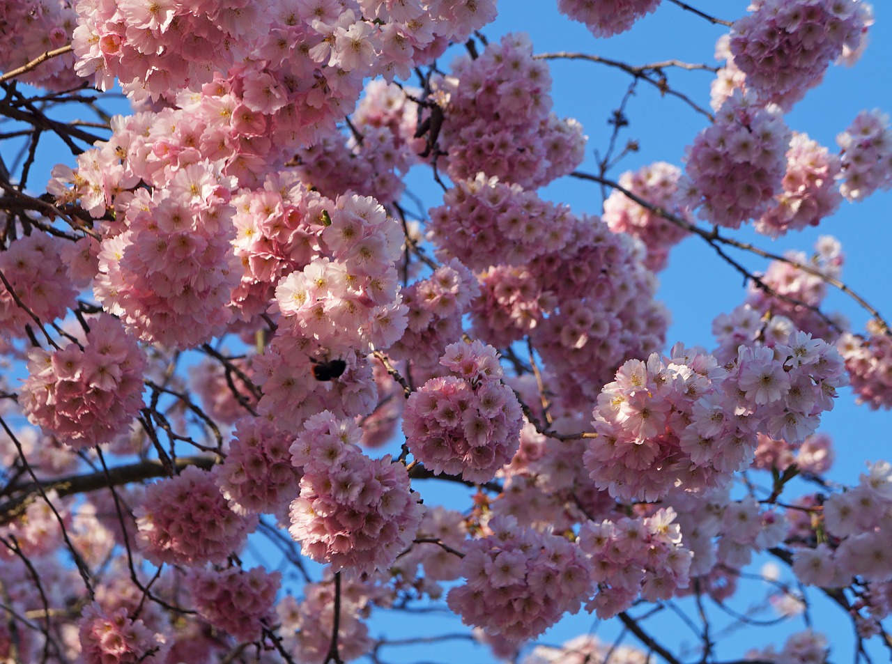 cherry blossom flowers nectarines free photo