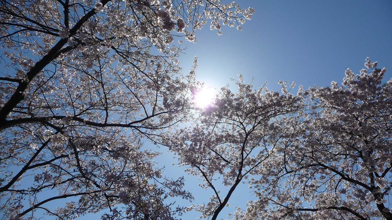 cherry blossom sun sky free photo