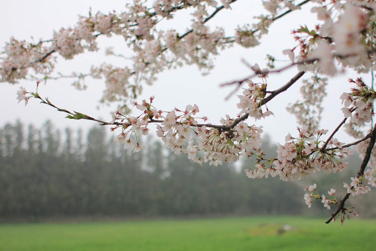 cherry blossom wood nature free photo