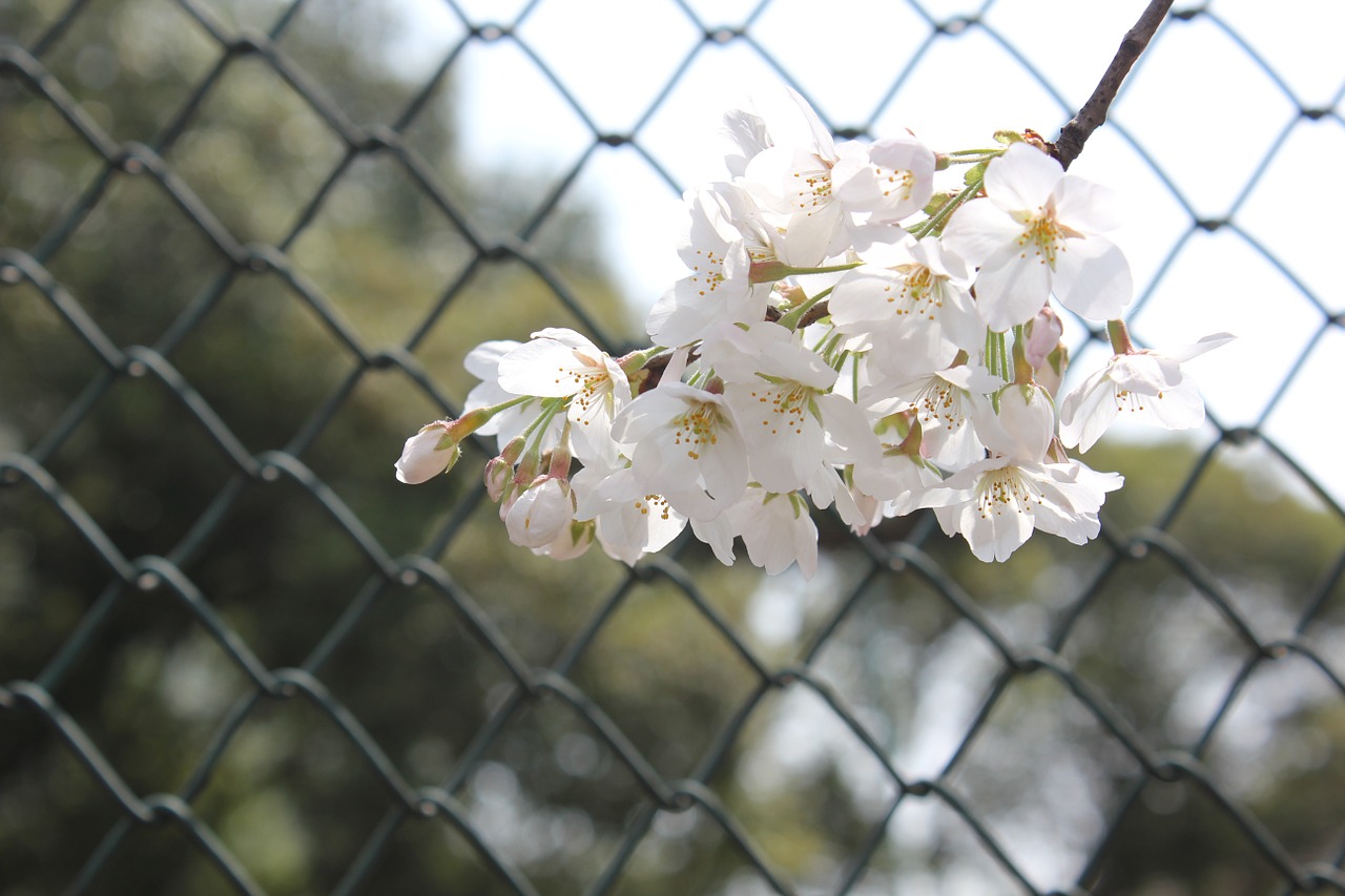 cherry blossom tennis court network bar free photo