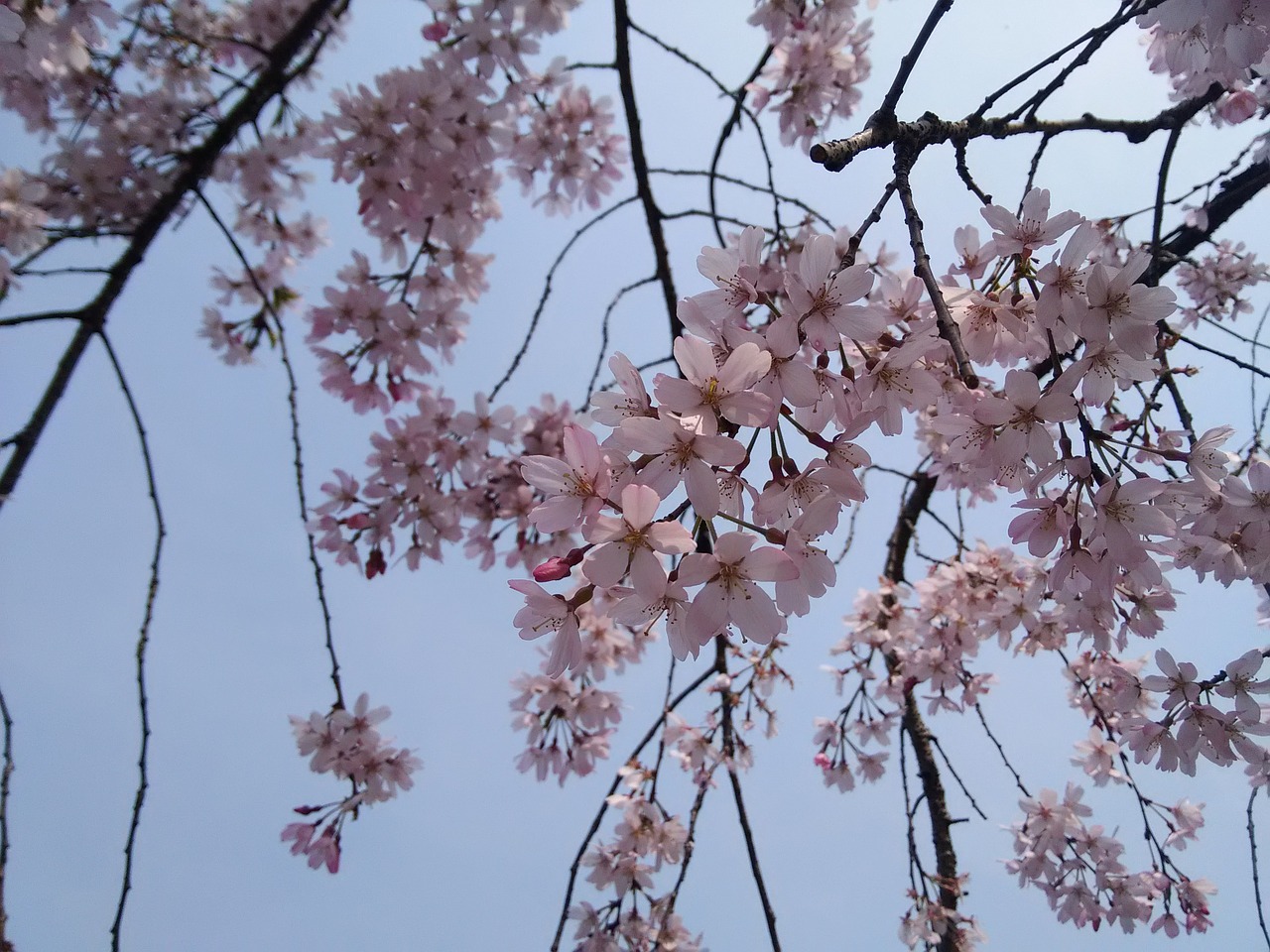 cherry blossom spring flower free photo