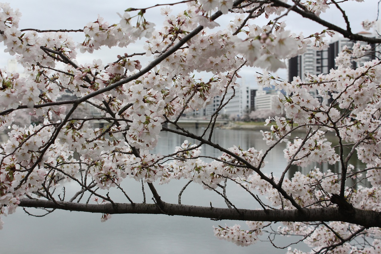 cherry blossom cherry tree free photo