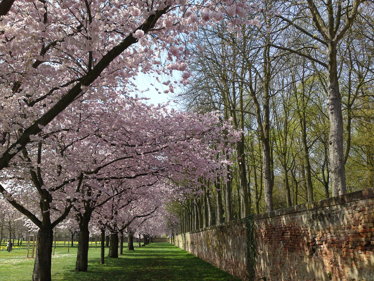 cherry blossom schlossgarten landscape free photo