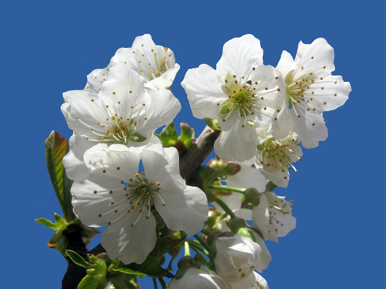 cherry blossom isolated blue free photo