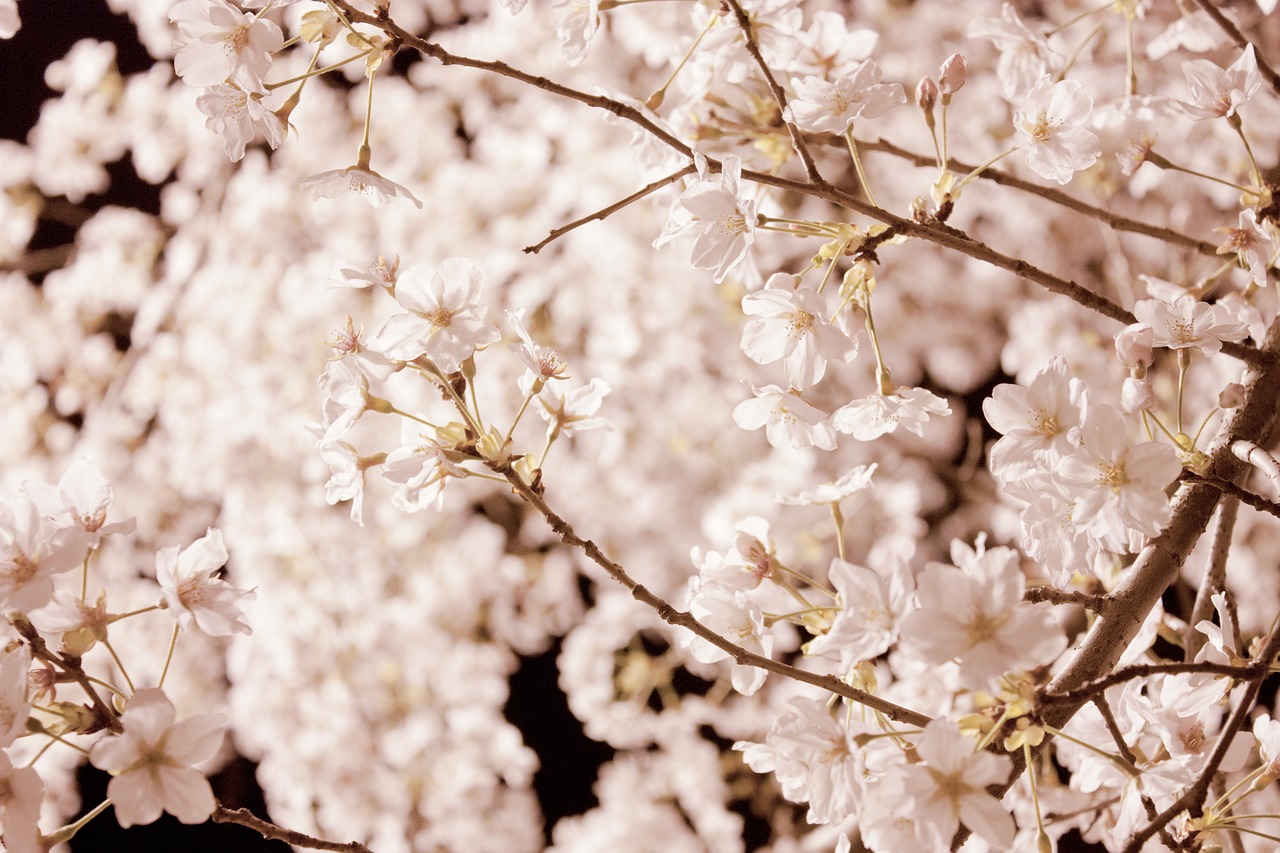 cherry blossom flowers spring flowers free photo