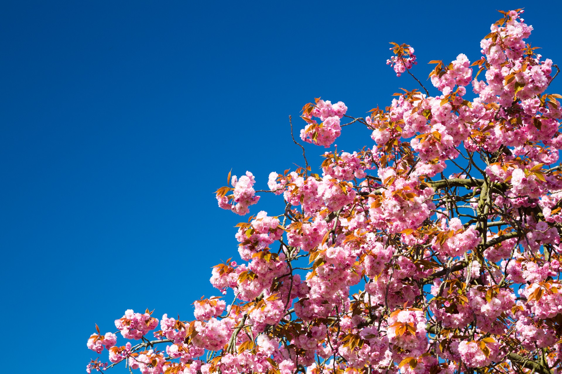 beautiful bloom blossom free photo