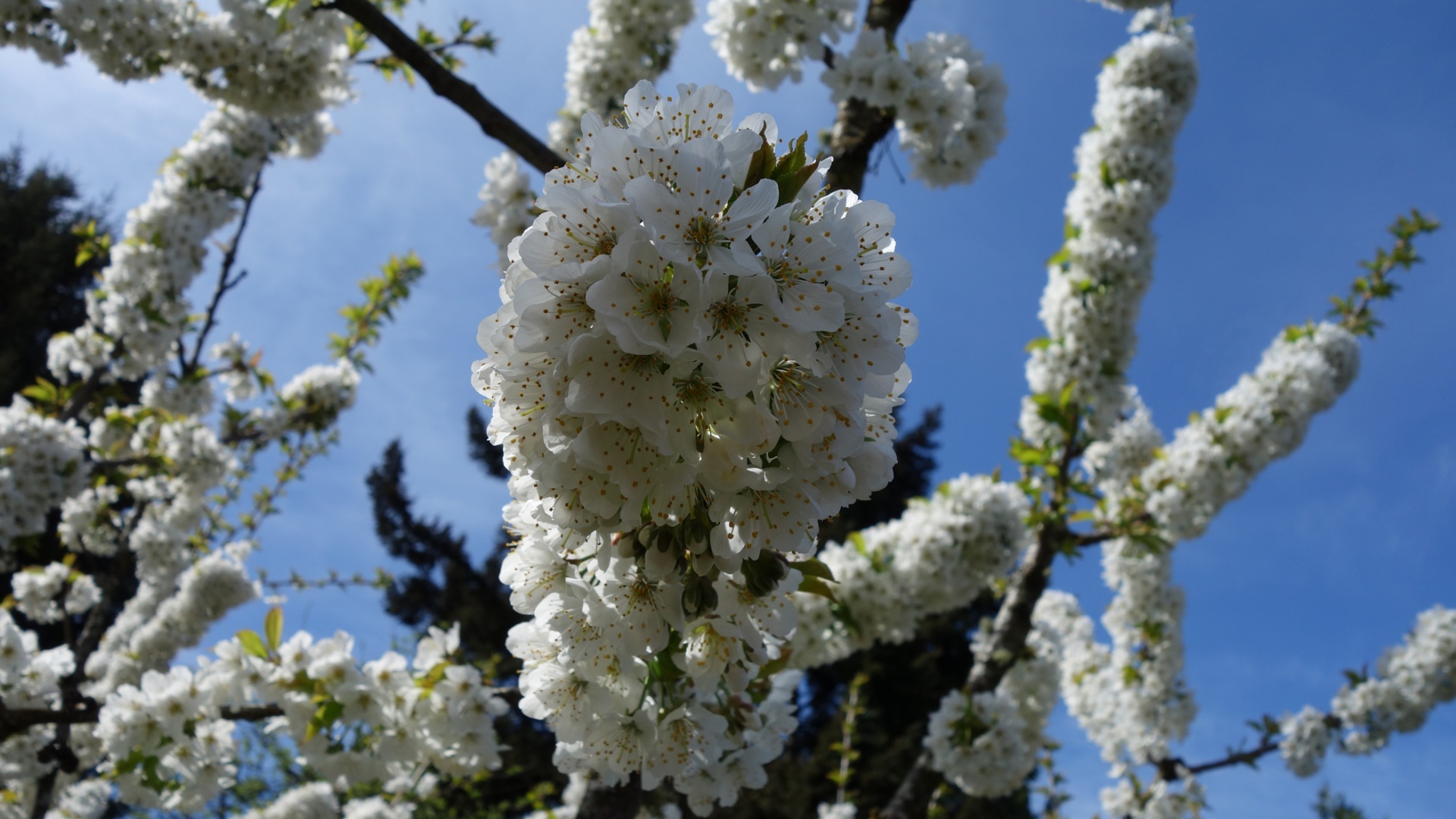 cherry tree flowers free photo