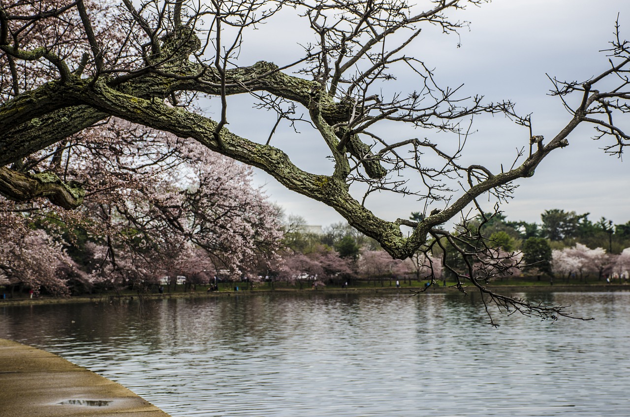 cherry blossom festival washington dc cherry trees free photo