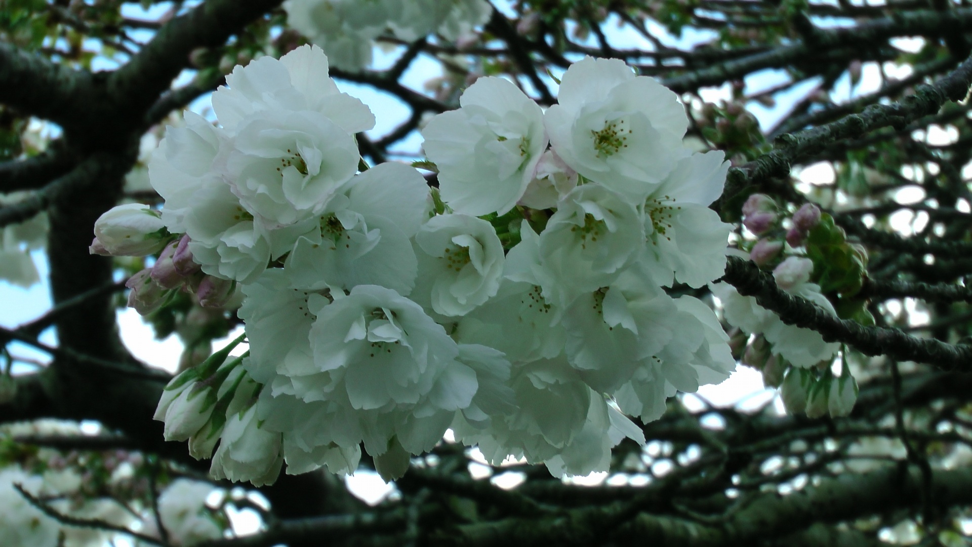 cherry blossom flowers free photo