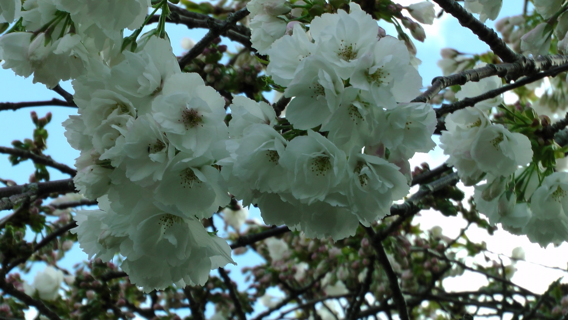 cherry blossom flowers free photo