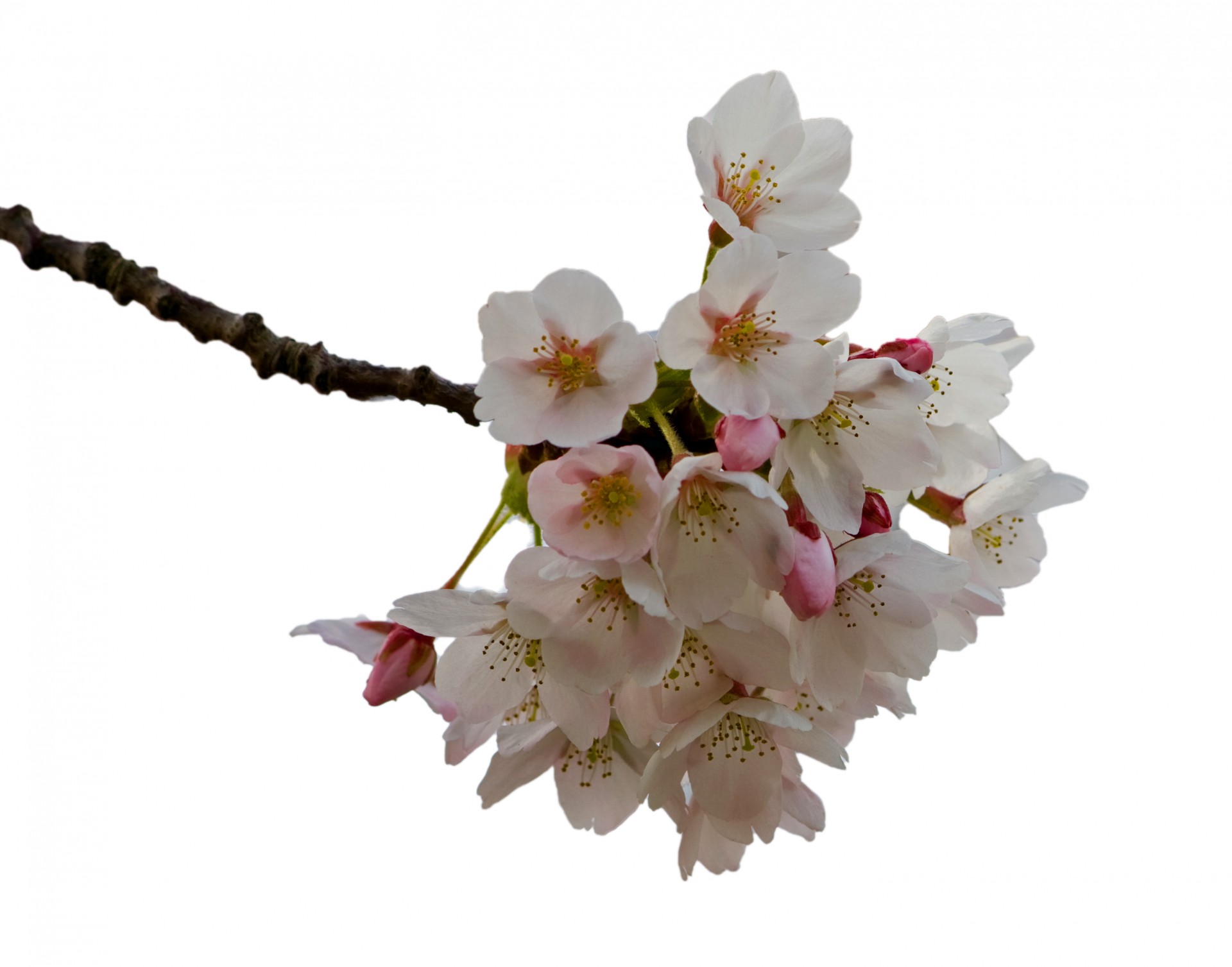 blossom flowers cherry blossom free photo