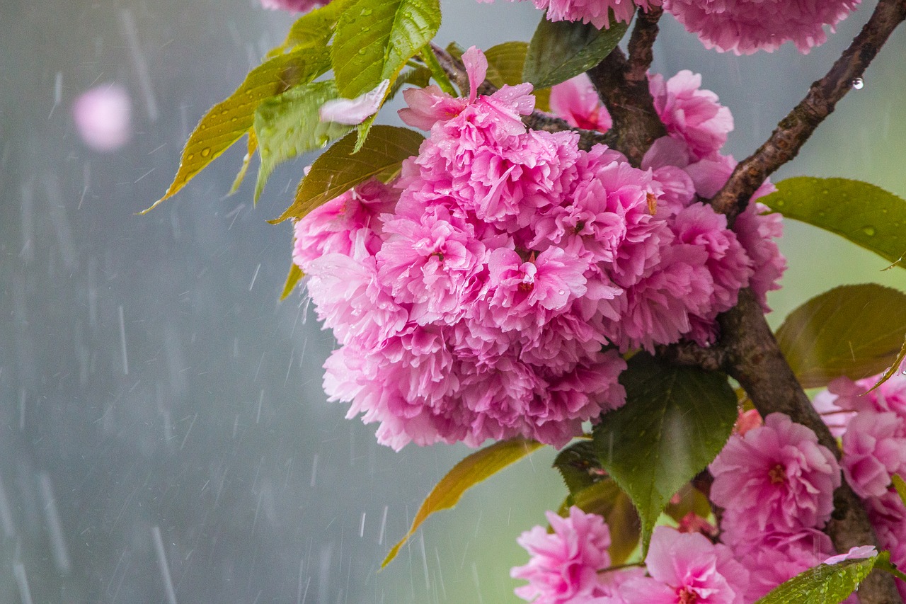 cherry blossom in the rain  cherry blossom  cherry free photo