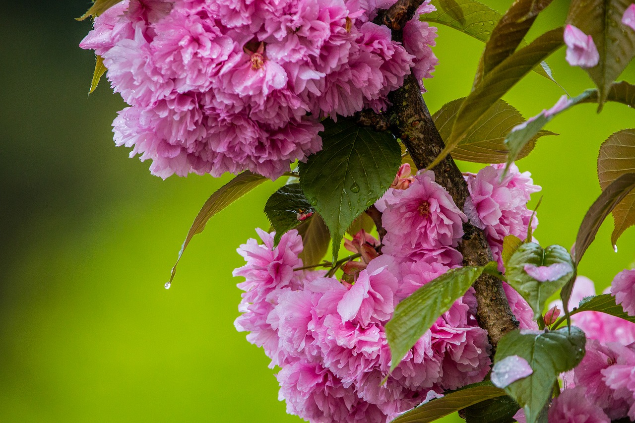 cherry blossom in the rain  cherry blossom  cherry free photo