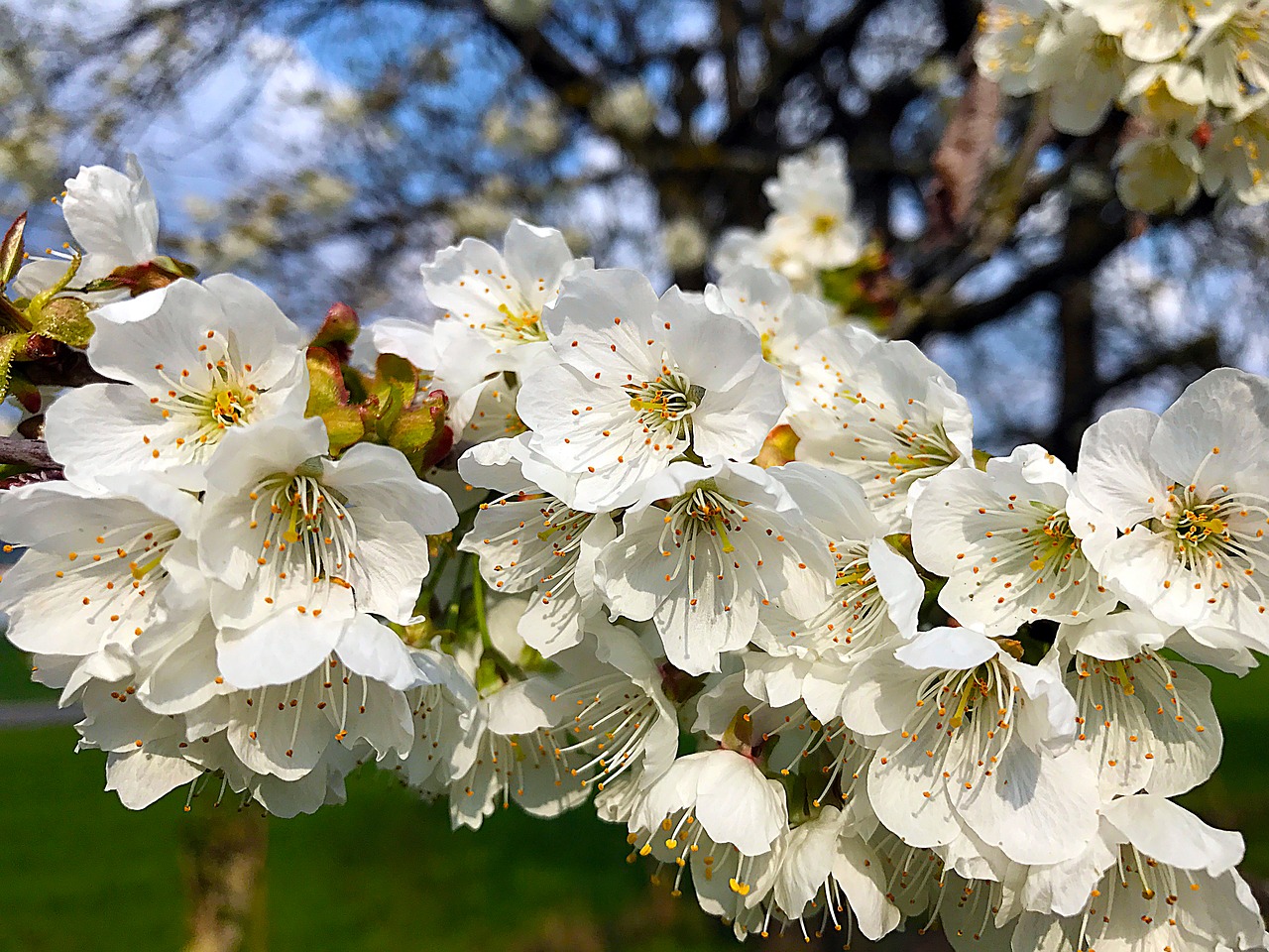 cherry blossom spring nature cherry free photo