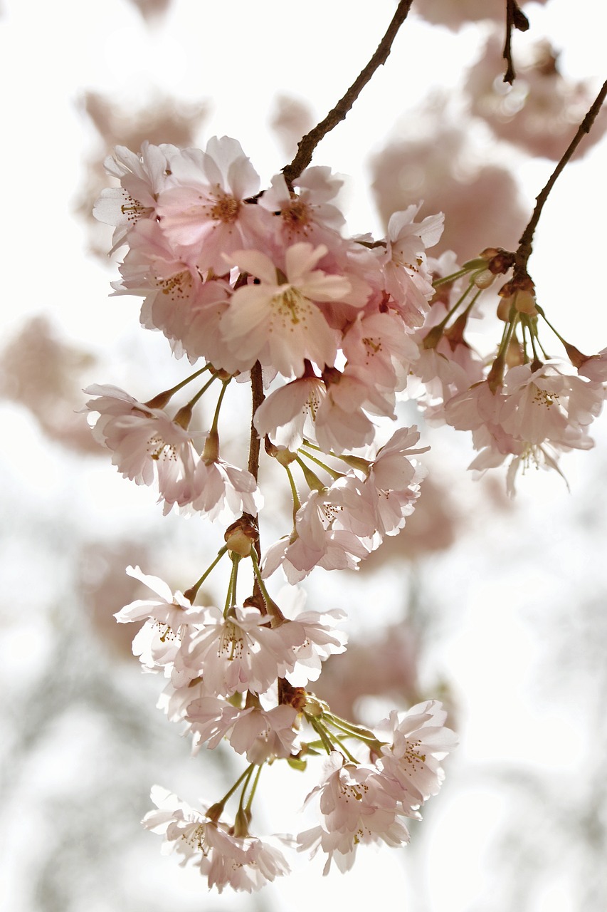 cherry blossom time kirch blossoms spring free photo