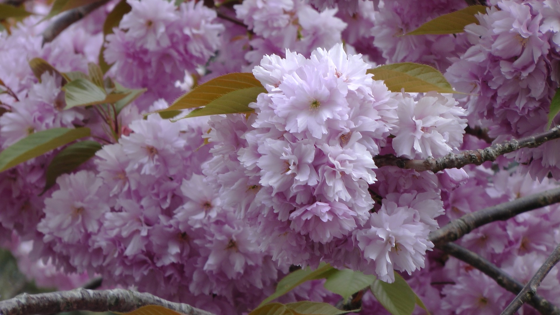 cherry blossom tree free photo