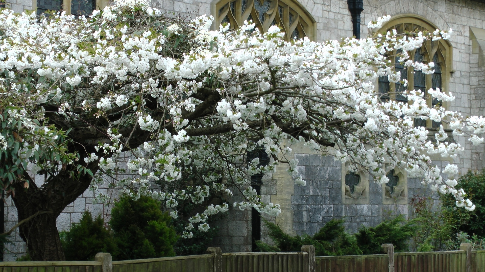 cherry blossom tree free photo