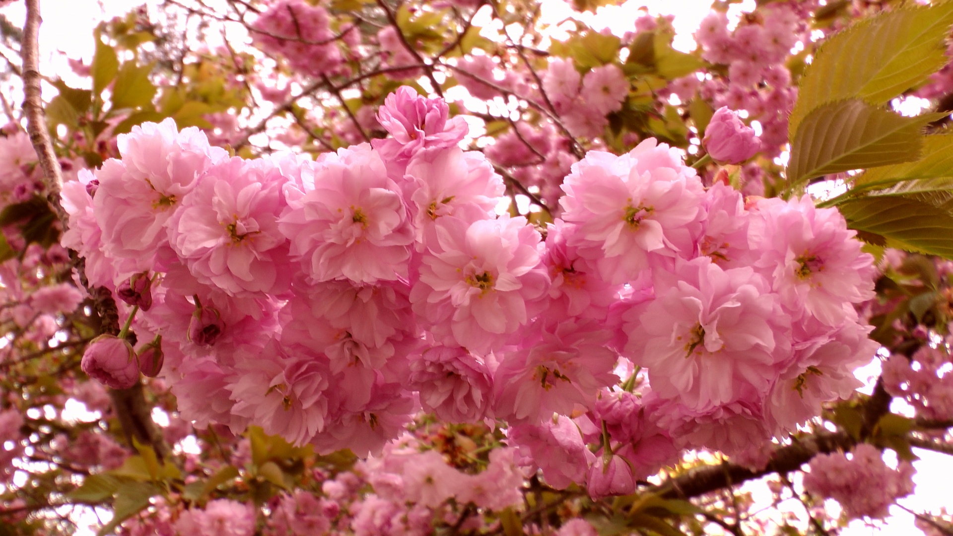 cherry blossom tree free photo