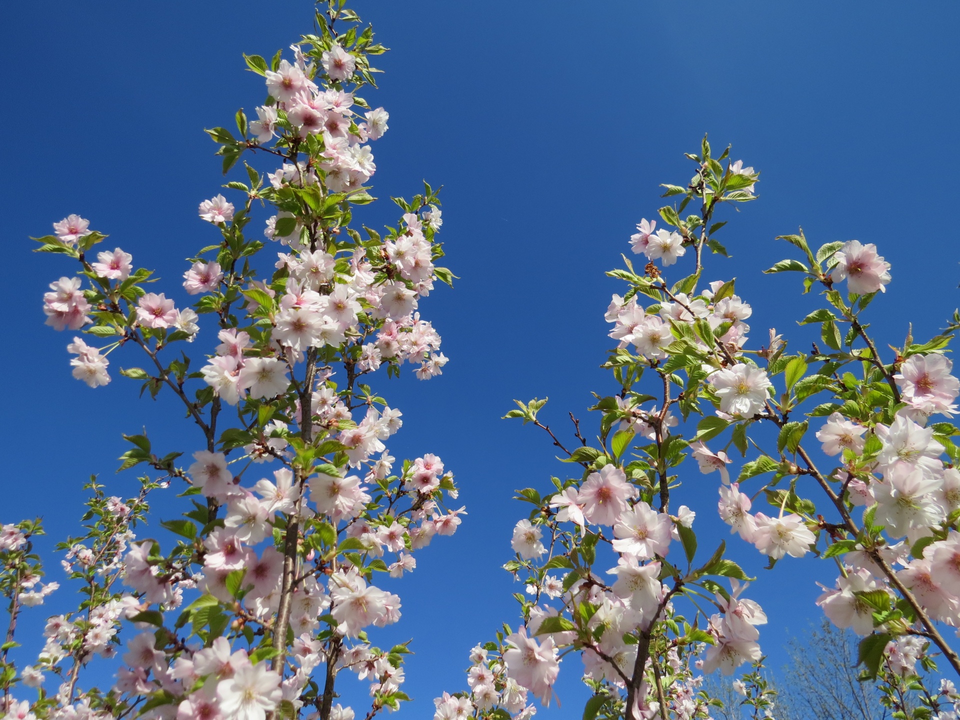 cherry tree cherry blossoms cherry free photo