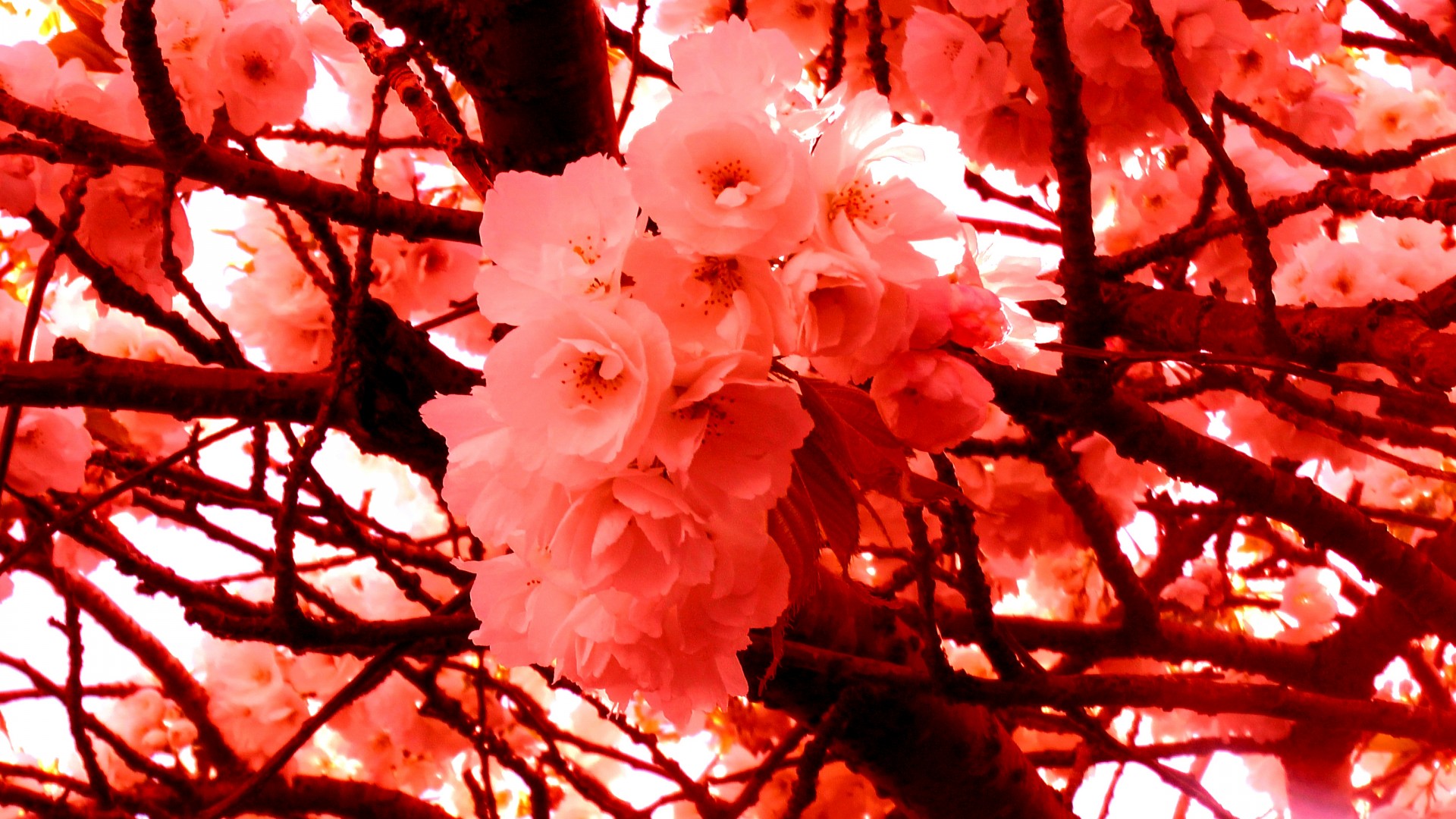 cherry blossom trees cherry blossom spring rock garden free photo