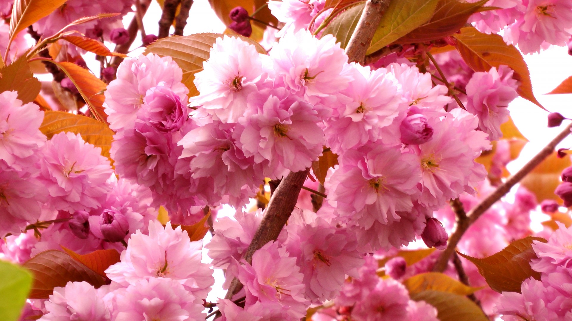 cherry blossom trees cherry blossom spring rock garden free photo