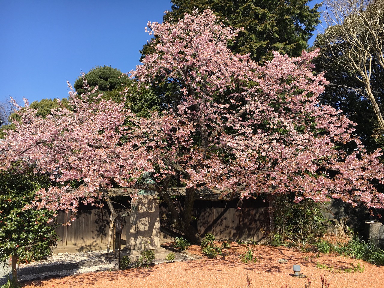 cherry blossom viewing cherry pink free photo