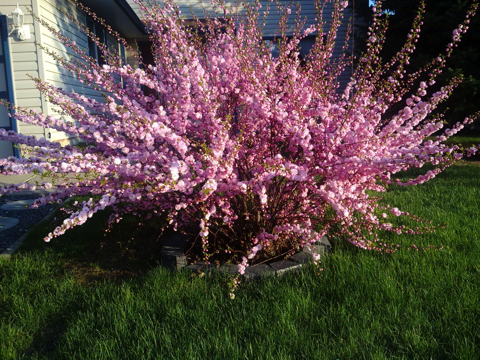 cherry blossom pink bush pink flower free photo