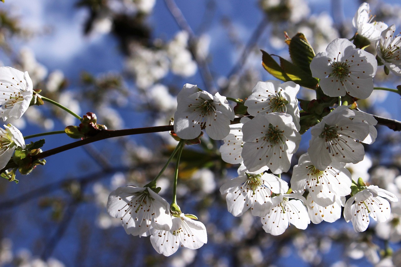 cherry blossoms white flower free photo