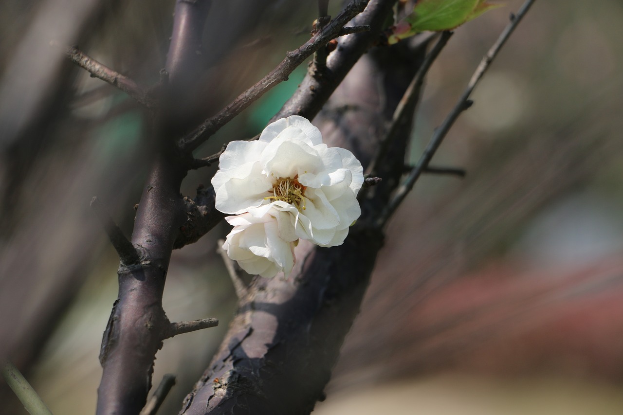 cherry blossoms plant spring free photo