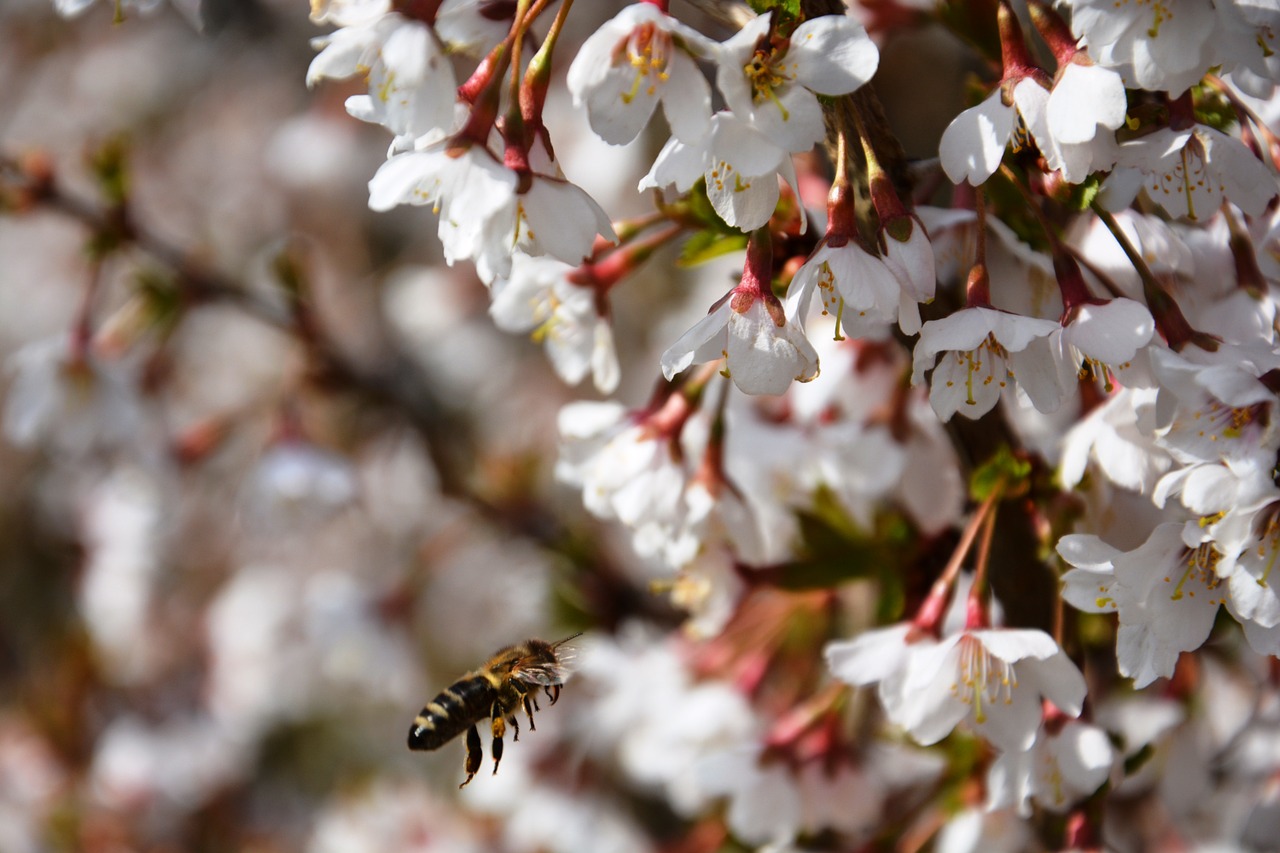 cherry blossoms bee in the approach spring free photo