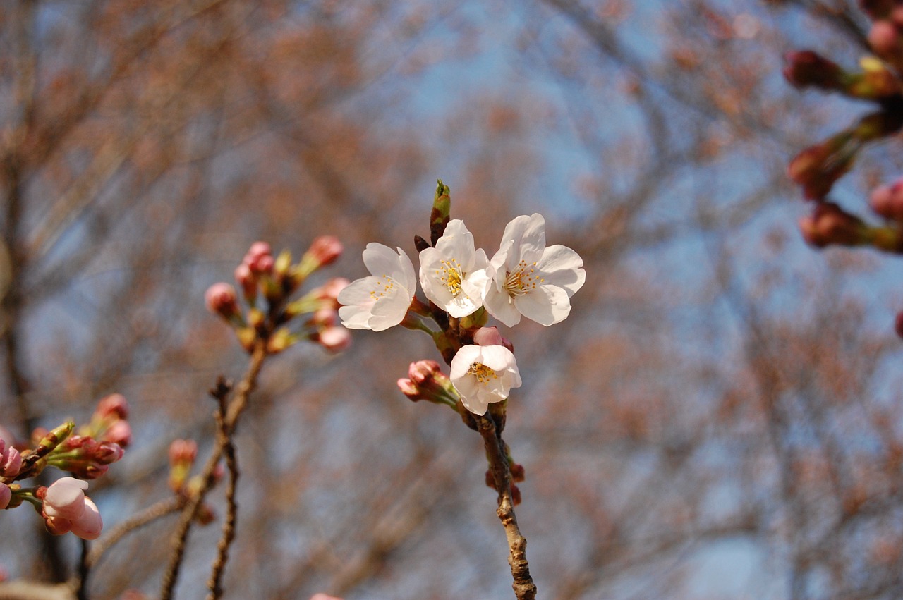 cherry blossoms blue sky sunny free photo