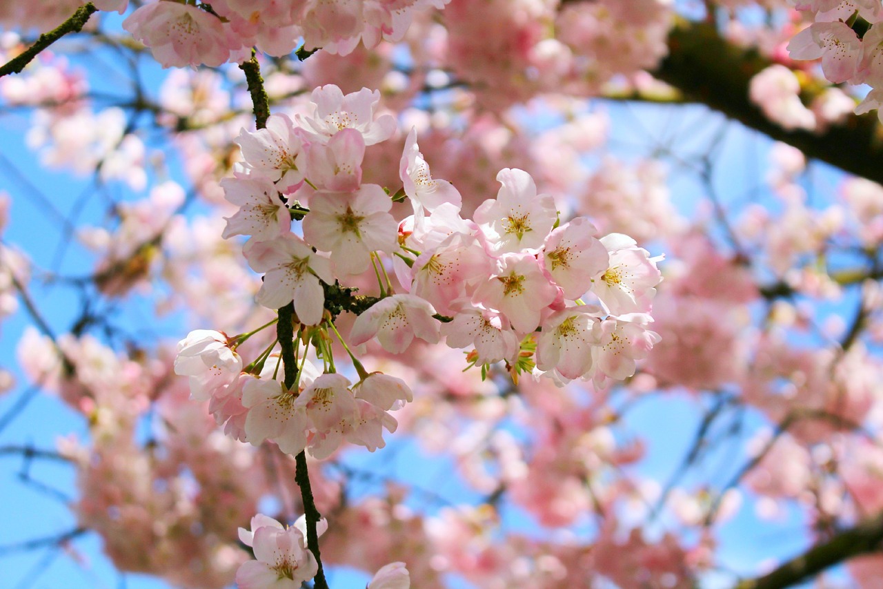 cherry blossoms spring pink free photo