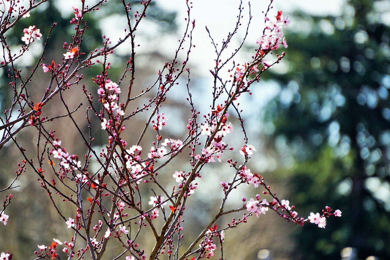 cherry blossoms spring victoria free photo