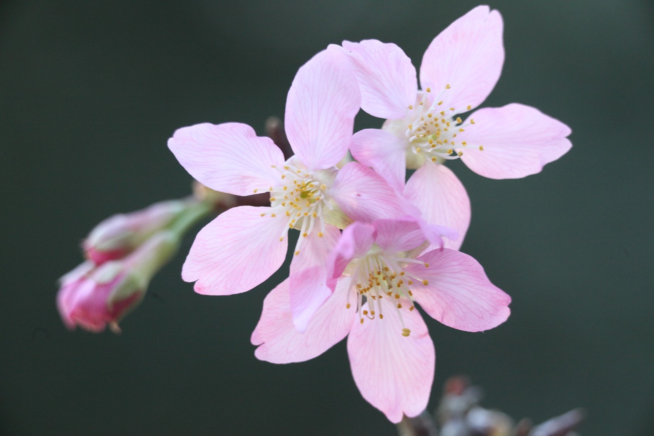 cherry blossoms spring plant free photo