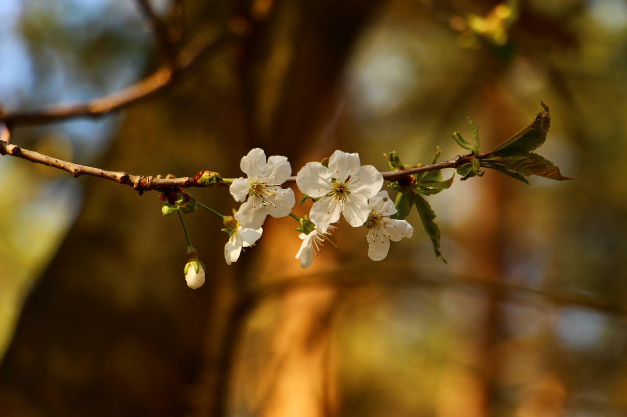 cherry blossoms spring nature free photo