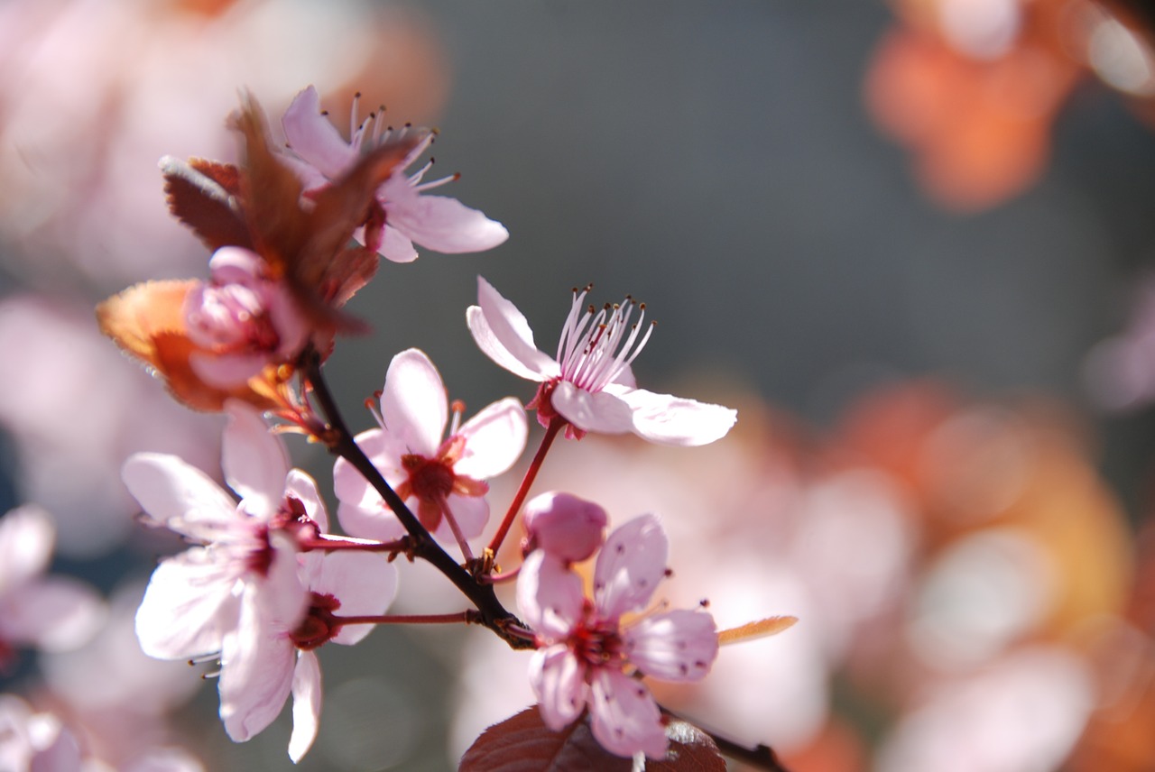 cherry blossoms pink flowers free photo