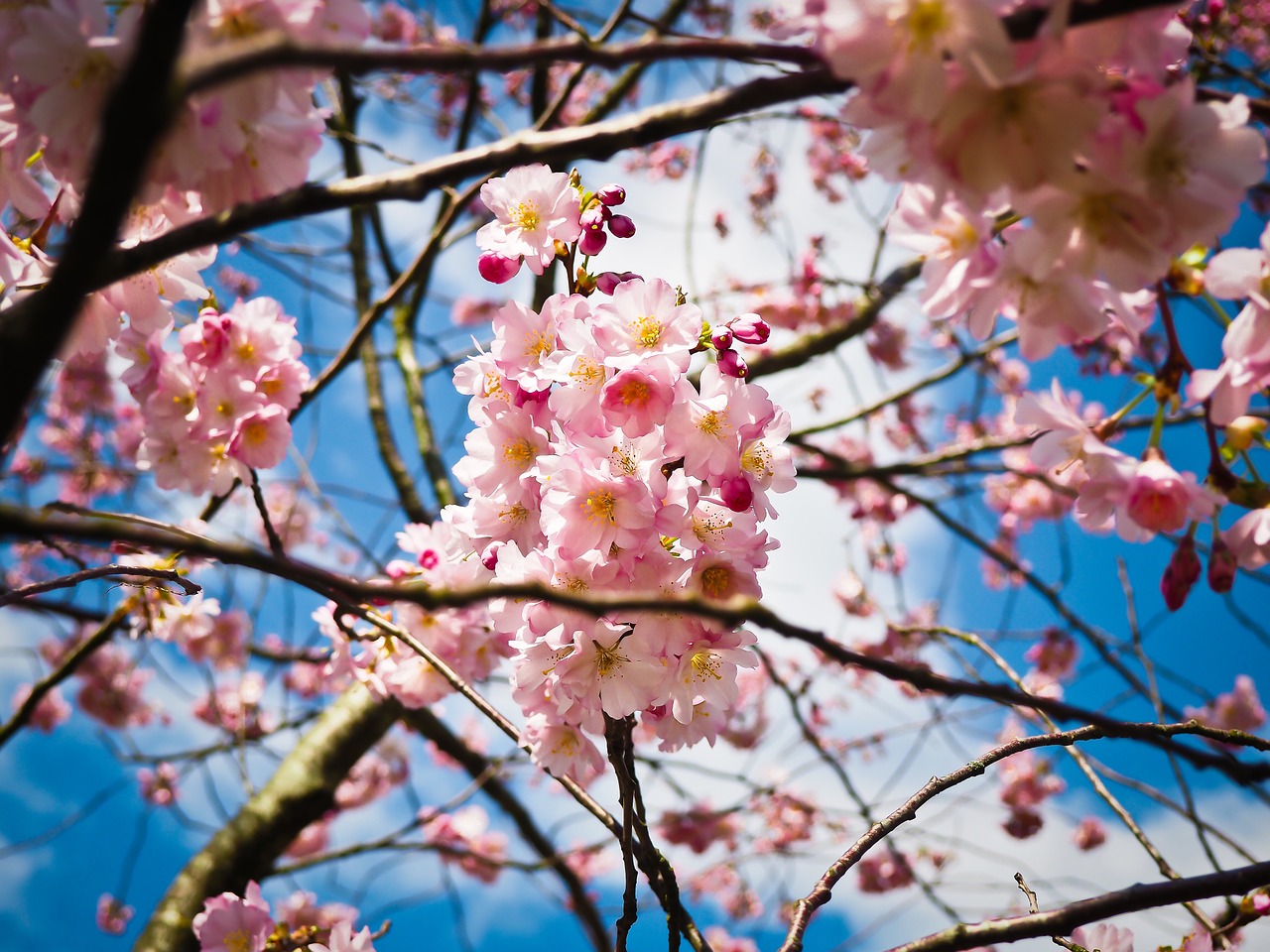 cherry blossoms cherry blossom free photo