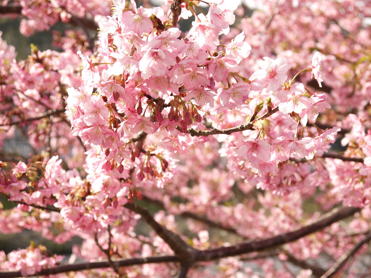 cherry blossoms cherry flowers free photo